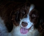 Small Photo #1 English Springer Spaniel Puppy For Sale in EHRHARDT, SC, USA