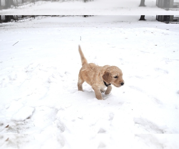 Medium Photo #8 Goldendoodle Puppy For Sale in ALBERT LEA, MN, USA