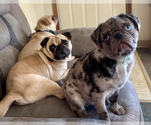 Pug Puppy for sale in NORTH CANTON, OH, USA
