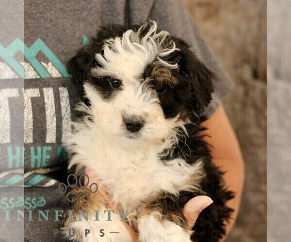 Medium Photo #2 Bernedoodle (Miniature) Puppy For Sale in NARVON, PA, USA