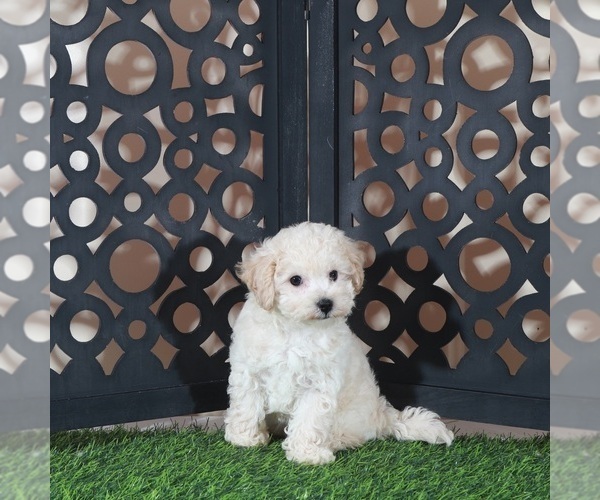 Medium Photo #3 Bichpoo Puppy For Sale in MOUNT VERNON, OH, USA