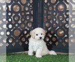 Small #2 Bichpoo