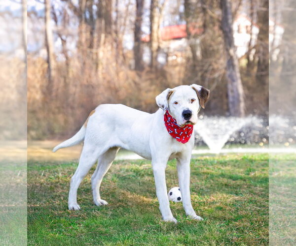 Medium Photo #9 Mutt Puppy For Sale in Unionville, PA, USA