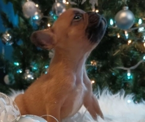 French Bulldog Puppy for sale in DENVER, CO, USA