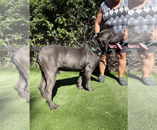 Medium Photo #4 Mutt Puppy For Sale in Goodyear, AZ, USA