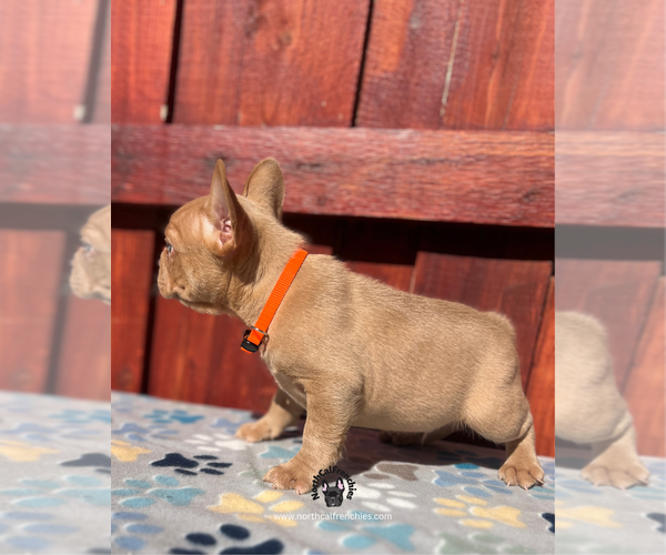 Medium Photo #5 French Bulldog Puppy For Sale in SACRAMENTO, CA, USA