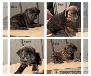 Mountain Cur Puppy for sale in DILLWYN, VA, USA