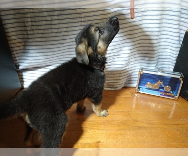 Medium Photo #6 German Shepherd Dog Puppy For Sale in DRURY, MO, USA
