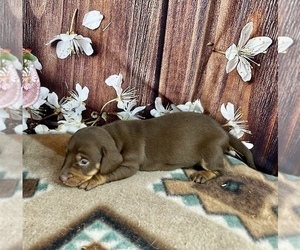 Dachshund Puppy for sale in CASSVILLE, MO, USA