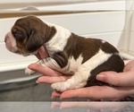 Puppy Petal English Springer Spaniel