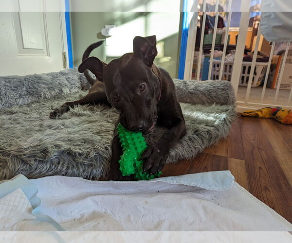 Medium Photo #12 Mutt Puppy For Sale in Holly Springs, NC, USA
