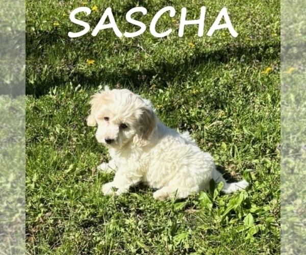 Medium Photo #3 Cockapoo (Miniature) Puppy For Sale in HARTLAND, MN, USA