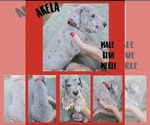 Small Photo #10 Great Dane Puppy For Sale in CORONA, CA, USA
