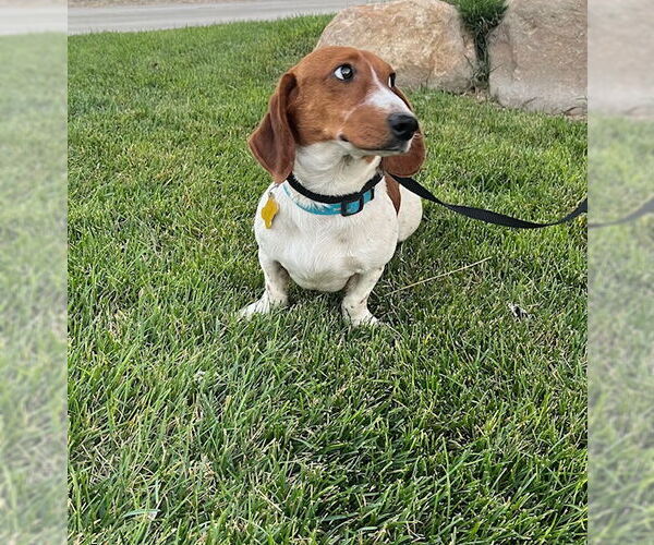 Medium Photo #10 Dachshund-Unknown Mix Puppy For Sale in Sandy, UT, USA