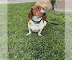 Small #9 Dachshund Mix