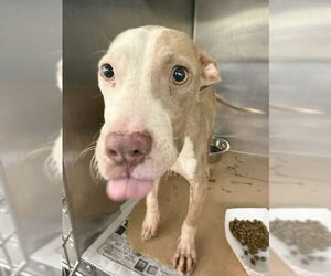 American Pit Bull Terrier-Unknown Mix Dogs for adoption in Pasadena, TX, USA