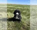 Small Photo #7 Bernedoodle Puppy For Sale in SEYMOUR, IN, USA