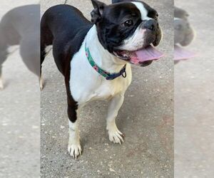 Boston Terrier Dogs for adoption in High Point, NC, USA