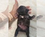 Small Photo #1 French Bulldog Puppy For Sale in SANFORD, FL, USA