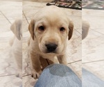 Small #16 Labrador Retriever