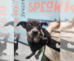 Mutt Dogs for adoption in Temple, TX, USA