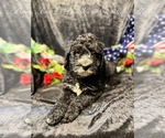 Small #1 Bernedoodle