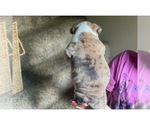 Small Photo #29 Olde English Bulldogge Puppy For Sale in OVERLAND, KS, USA