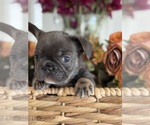 Small #1 French Bulldog