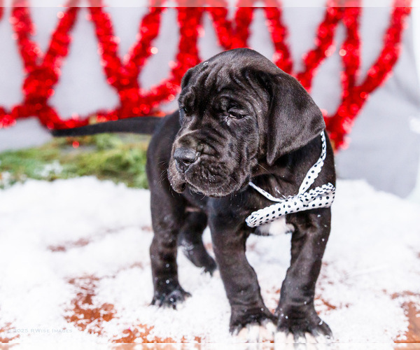 Medium Photo #11 Great Dane Puppy For Sale in WAKARUSA, IN, USA