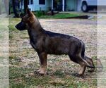 Small Photo #2 German Shepherd Dog Puppy For Sale in OAKHURST, CA, USA