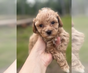 Poodle (Toy) Puppy for sale in BROOKSVILLE, FL, USA