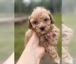 Image preview for Ad Listing. Nickname: Toy poodle