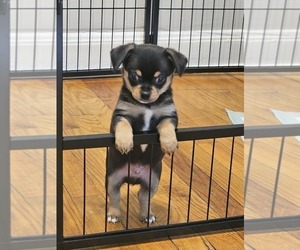 Chihuahua Puppy for sale in KNOXVILLE, TN, USA