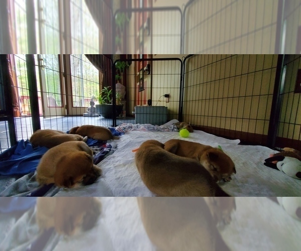 Medium Photo #13 Shiba Inu Puppy For Sale in SOMERSWORTH, NH, USA