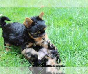 Yorkshire Terrier Puppy for sale in MILFORD, CT, USA