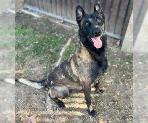 ADELE - Female Mutt Dog for Adoption - Photo #2