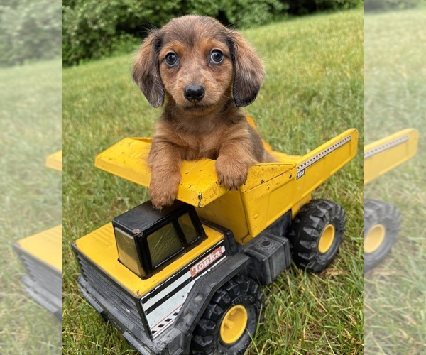 Medium Photo #4 Dachshund Puppy For Sale in MIDDLEBURY, IN, USA