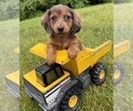Small #3 Dachshund