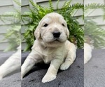 Puppy Marshmellow Golden Retriever