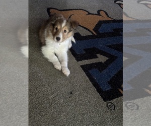Shetland Sheepdog Puppy for sale in ELKVIEW, WV, USA
