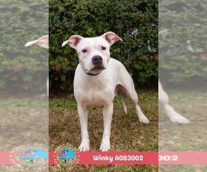 American Bulldog-Unknown Mix Dogs for adoption in Mobile, AL, USA