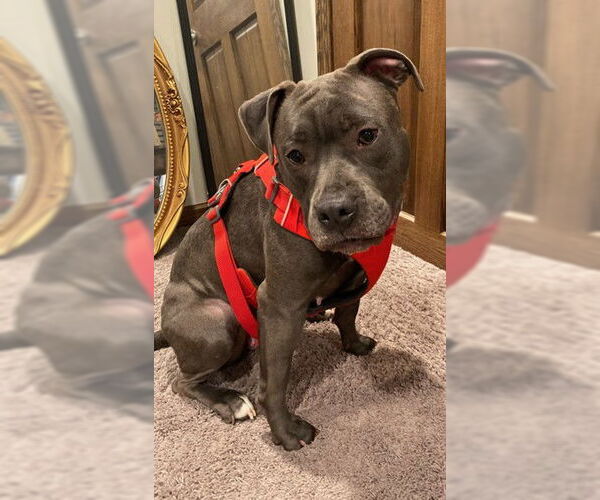 Medium Photo #12 American Pit Bull Terrier-Unknown Mix Puppy For Sale in Princeton, MN, USA