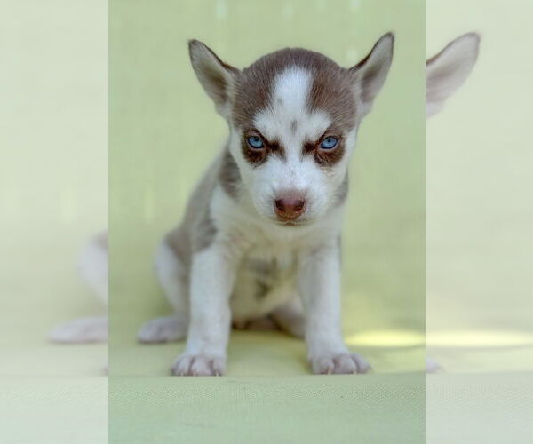 Medium Photo #4 Siberian Husky Puppy For Sale in PIPE CREEK, TX, USA