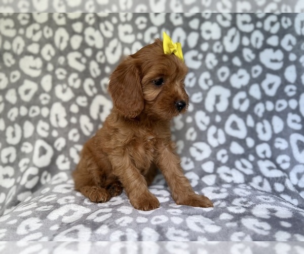 Medium Photo #9 Cavapoo (Miniature) Puppy For Sale in LAKELAND, FL, USA