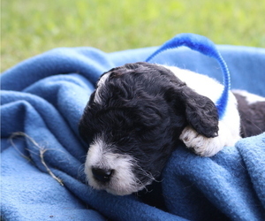 Poodle (Standard) Puppy for sale in VIRGINIA BEACH, VA, USA