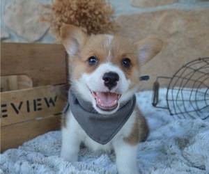 Pembroke Welsh Corgi Puppy for sale in HONEY BROOK, PA, USA