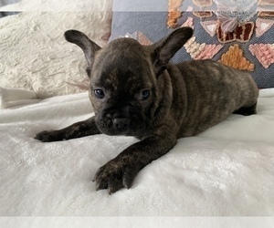 French Bulldog Puppy for sale in JOHNS ISLAND, SC, USA