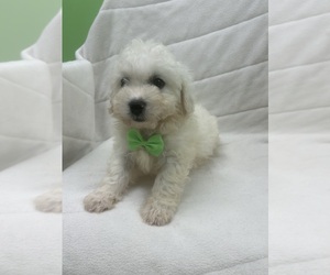 Bichon Frise Puppy for sale in RANDOLPH, MA, USA