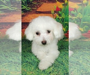 Bichon Frise Puppy for sale in WINSTON SALEM, NC, USA