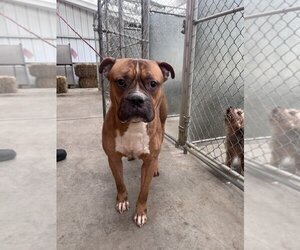 American Bulldog Dogs for adoption in La Porte, IN, USA
